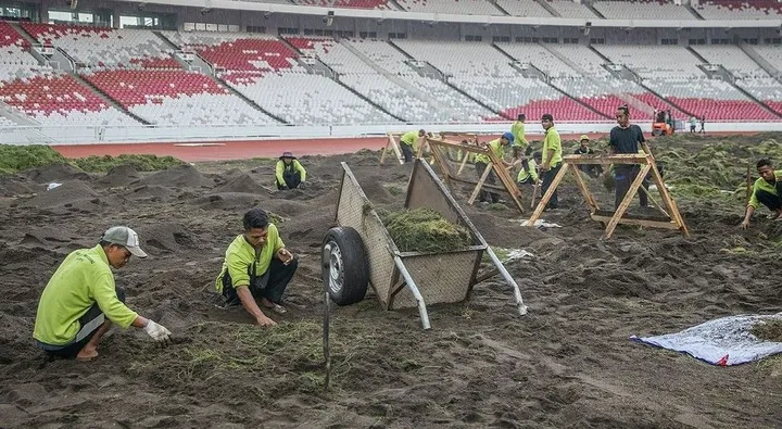 Revitalisasi Lapangan Stadion Utama Gelora Bung Karno