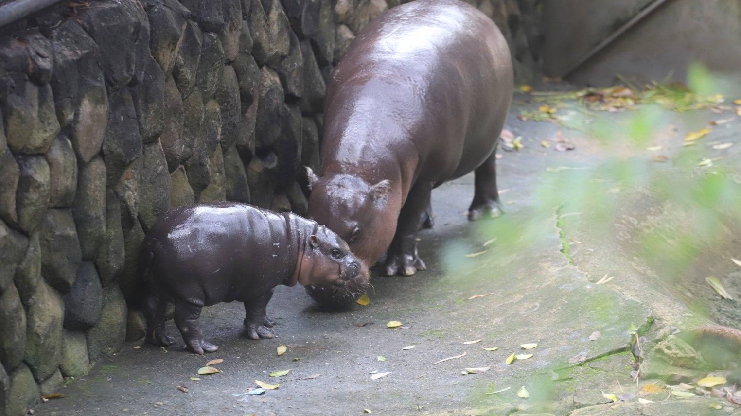 Moo Deng, bayi kuda nil di kebun binatang Thailand/foto: Khaosod English.