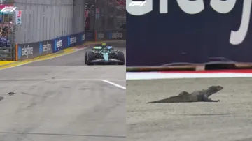 Biawak di F1 GP Singapura / X Formula 1