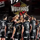 Wolfdogs Nagoya / X @Wolfdogs_NAGOYA - Wolfdogs Nagoya / X @Wolfdogs_NAGOYA