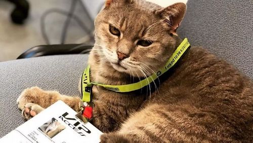Kucing Legendaris Formulino yang Jadi 'Kuncen' Sirkuit Imola Meninggal Dunia
